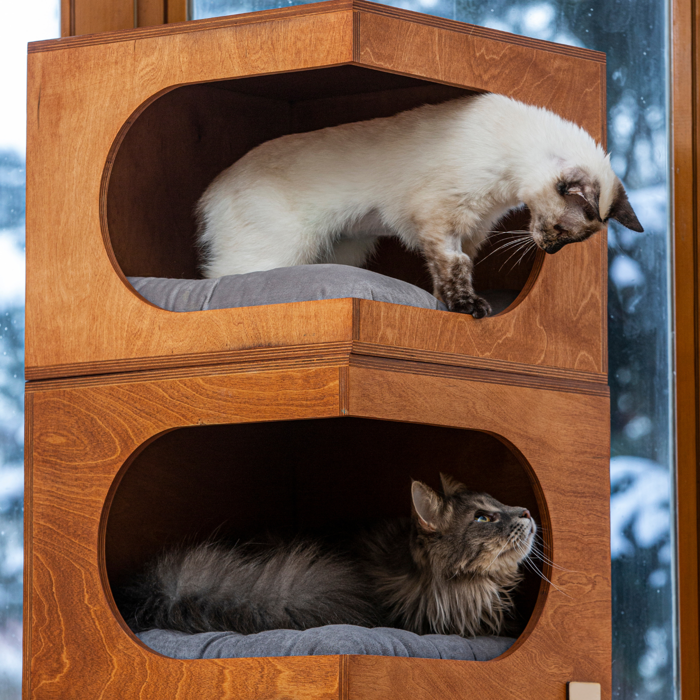Pet Sitting