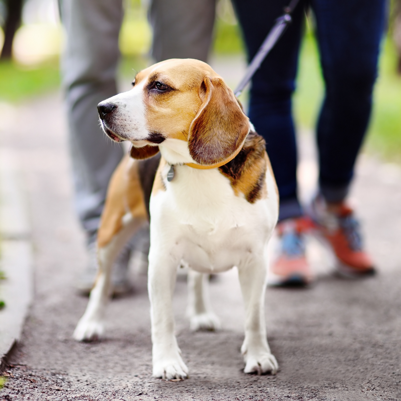 Pet Walking